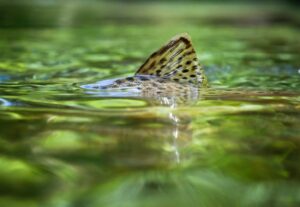 Fin of fish just breaking surface of lake water