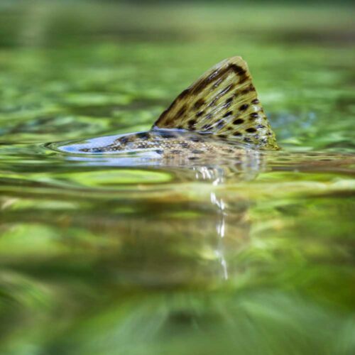 Fin of fish just breaking surface of lake water