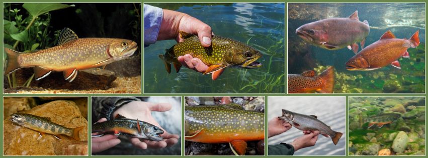 TFC_Brook-trout-collage