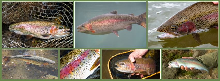 TFC_Rainbow-trout-collage